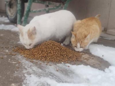 Dağlara Buğday Serpin, Müslüman Ülke'de Kuşlar Aç Kaldı Demesinler